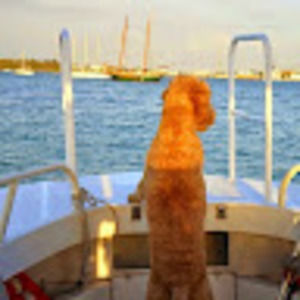 Meet your Posher, Evelyn